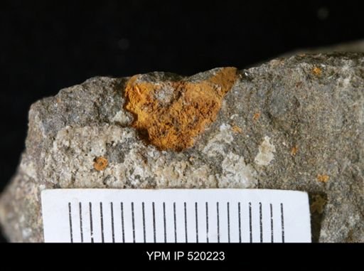 undet. Edrioasteroidea