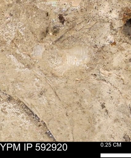undet. Mollusca