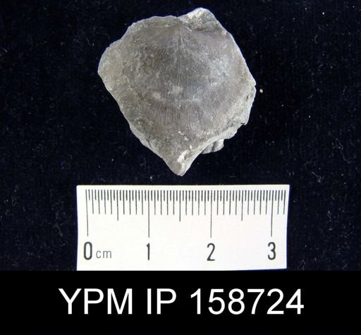 Brachyprion robustum alatum