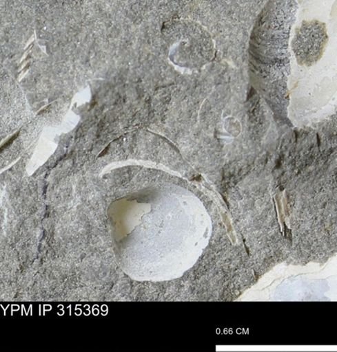 undet. Mollusca