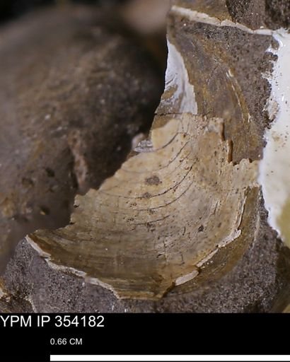 undet. Bivalvia