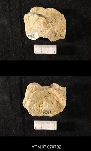 Favosites louisvillensis?