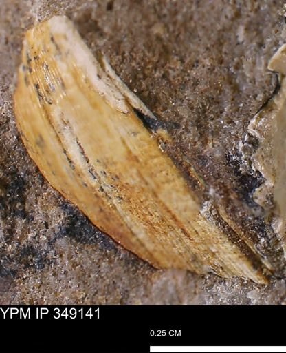 Limopsis striatopunctatus