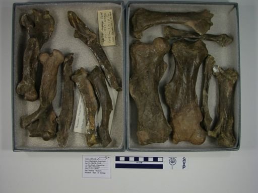 Hapalops longiceps