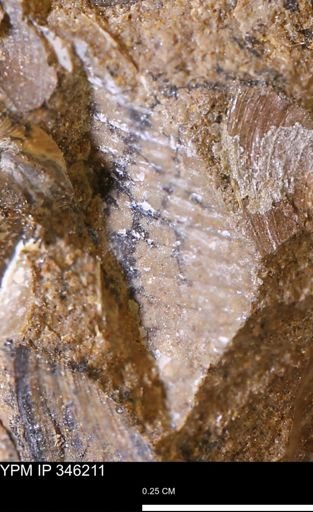 undet. Mollusca