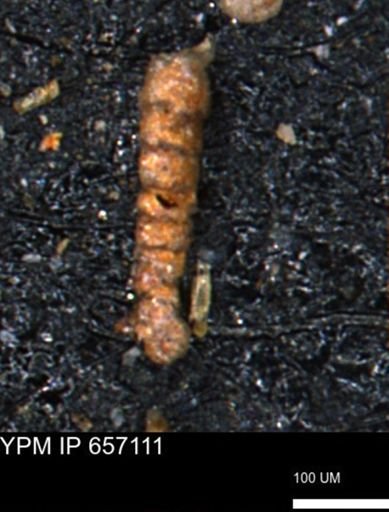 Ammobaculoides phaulus
