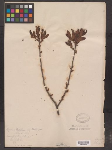 Myrica pensylvanica