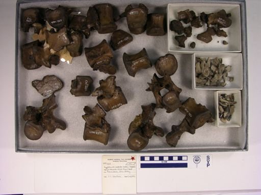 Hyposaurus natator oweni