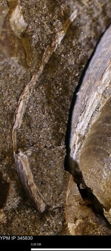 undet. Bivalvia