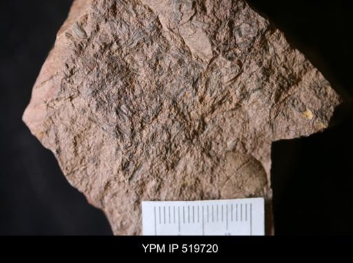 undet. Hyolithida