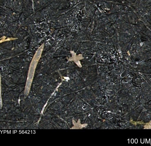 undet. Porifera
