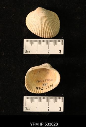 Arca transversa