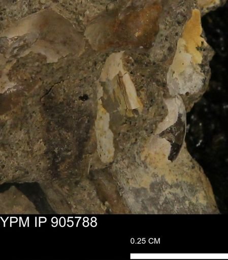 undet. Mollusca