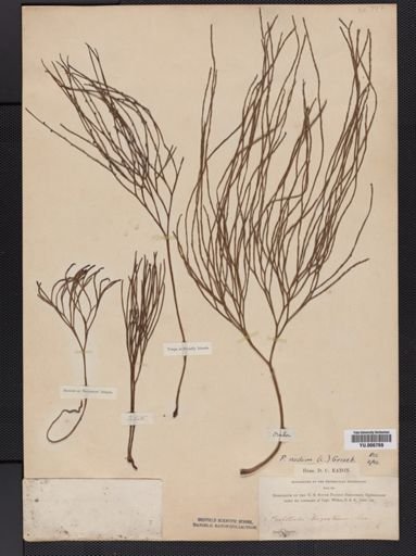 Psilotum