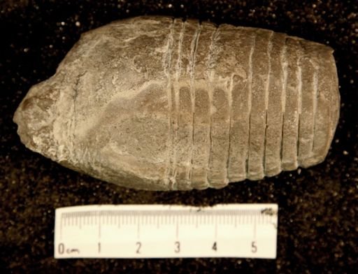 Diestoceras vagum