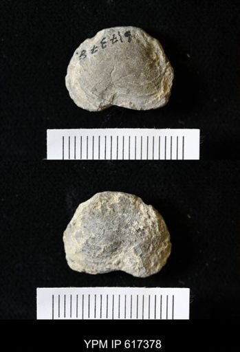 Dosiniopsis deweyi