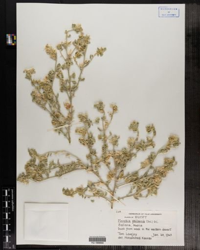 Plantae