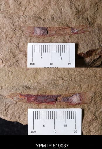 Sphenothallus?