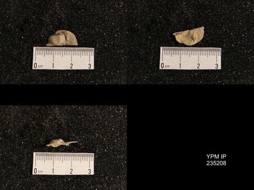 Lissochonetes geinitzianus
