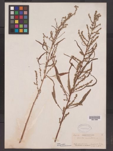 Amaranthus cannabinus