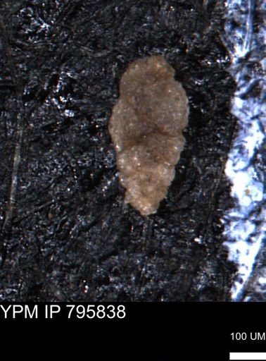 Verneuilina canadensis