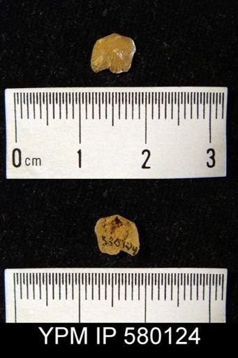 undet. Brachiopoda