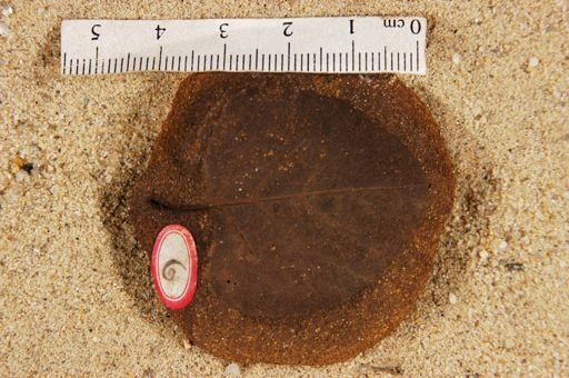 Betulites westii obtusus
