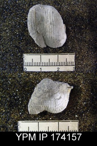 Marginifera lasallensis