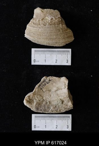 Proparreysia sp.