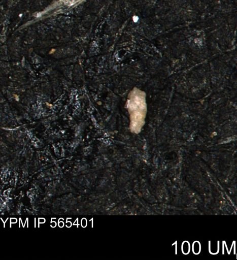Verneuilinoides kansasensis