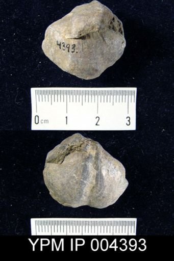 Athyris concentrica