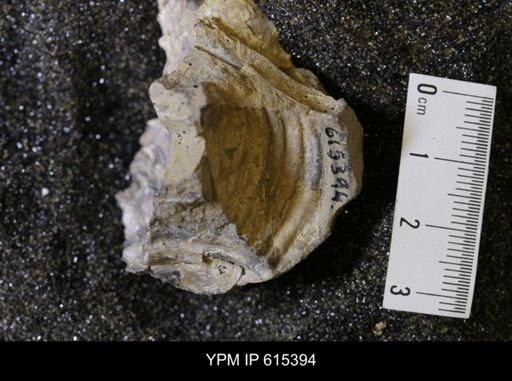 Inoceramus sp.