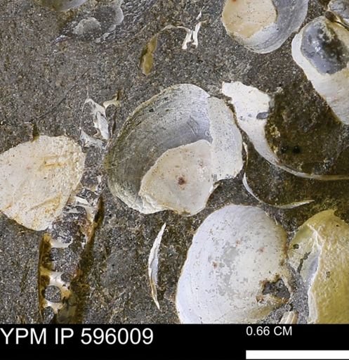 Protocardia sp.