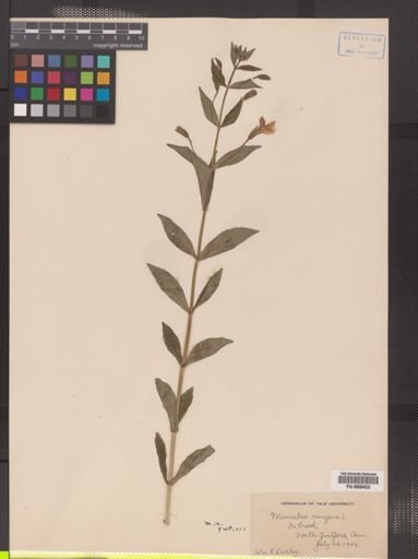 Mimulus ringens