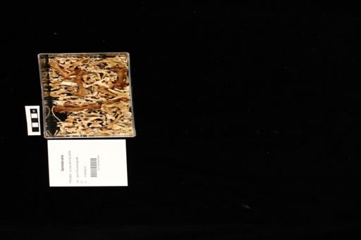 Sauromalus varius