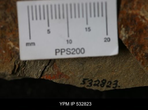 Bryozoa?