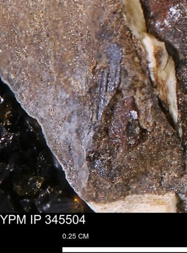 undet. Bivalvia