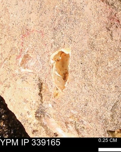 undet. Mollusca