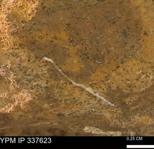 undet. Mollusca