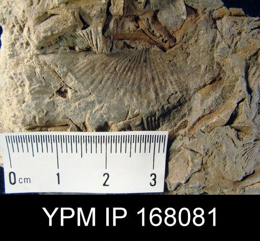 Mucrospirifer sp.