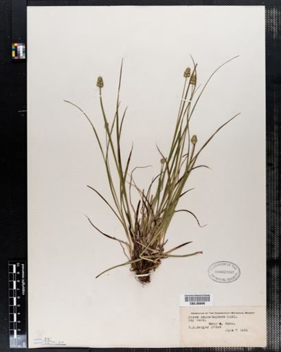 Carex cephalophora