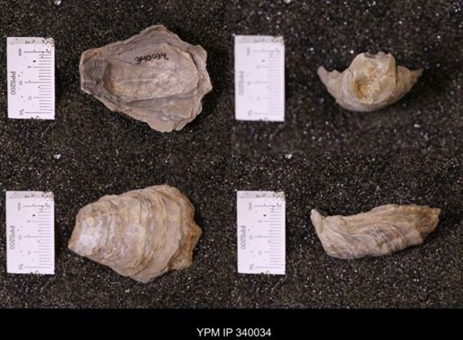 Ostrea glabra wyomingensis