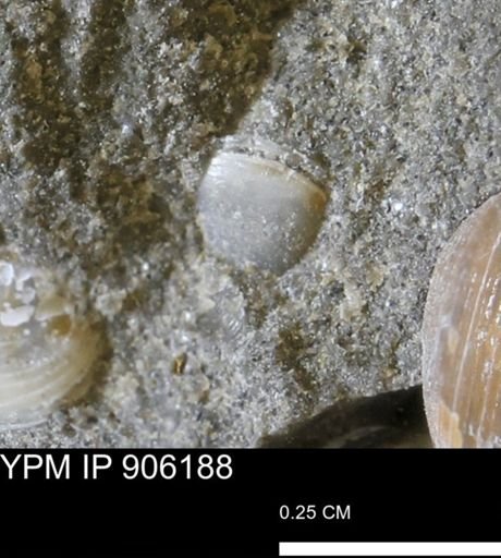 undet. Mollusca