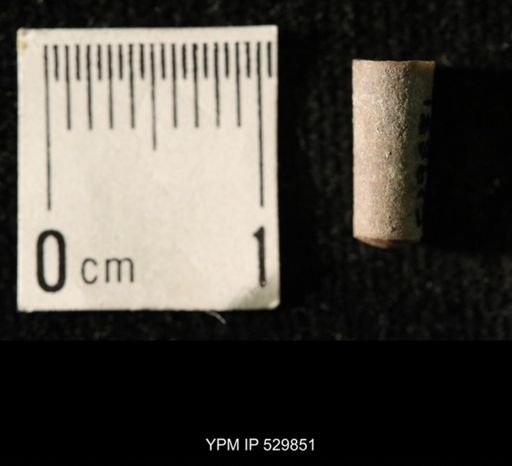Pseudorthoceras knoxense