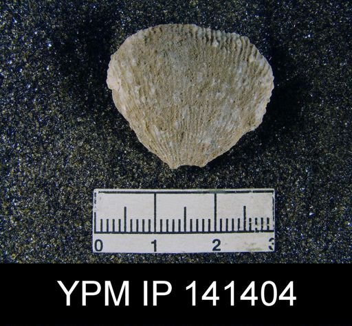 Productus (Linoproductus) asperulus