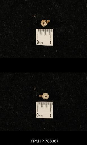 taxon undetermined
