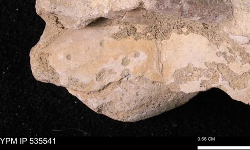 Baculites sp.