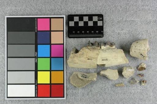Subhyracodon sp.