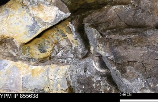 undet. Teredinidae