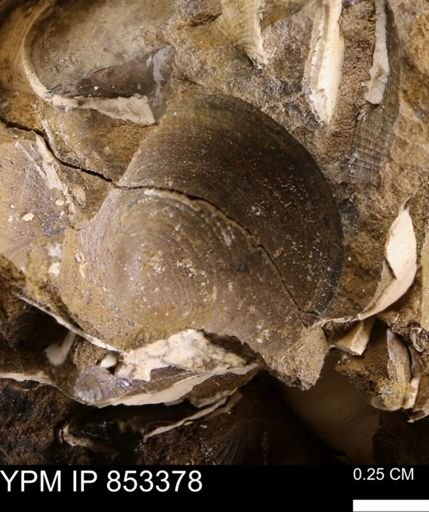 Limopsis striatopunctatus
